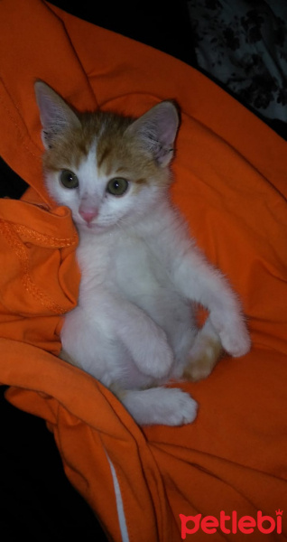 Sarman, Kedi  Limon fotoğrafı