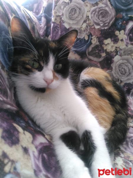 Sarman, Kedi  Limon fotoğrafı