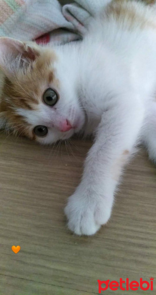 Sarman, Kedi  Limon fotoğrafı