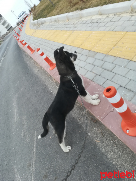 Sibirya Kurdu (Husky), Köpek  Zeytin fotoğrafı