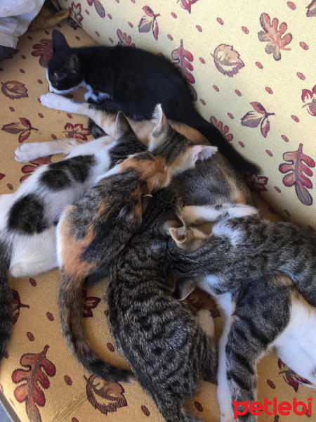 Tekir Kedi, Kedi  Minnoşumuzun yavruları fotoğrafı