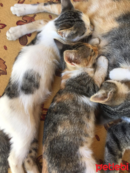 Tekir Kedi, Kedi  Minnoşumuzun yavruları fotoğrafı