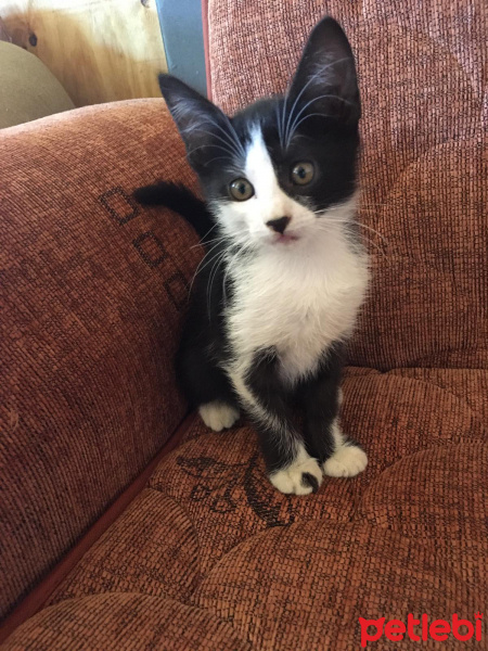 Tekir Kedi, Kedi  Minnoşumuzun yavruları fotoğrafı