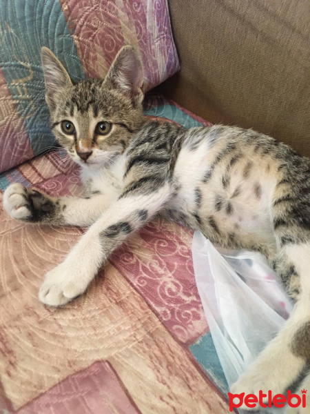 Tekir Kedi, Kedi  Minnoşumuzun yavruları fotoğrafı