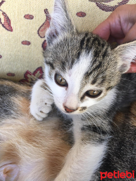 Tekir Kedi, Kedi  Minnoşumuzun yavruları fotoğrafı