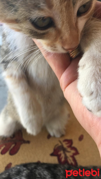Tekir Kedi, Kedi  Minnoşumuzun yavruları fotoğrafı