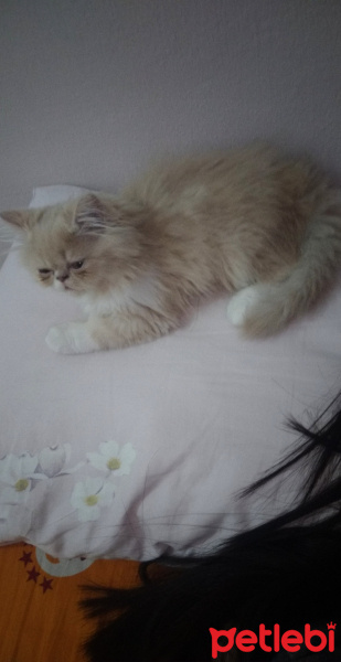 İran Kedisi (Persian), Kedi  Pablo fotoğrafı