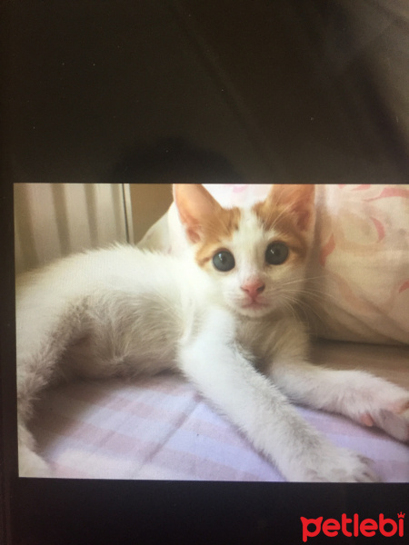 Tekir Kedi, Kedi  Oska fotoğrafı