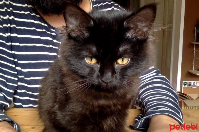 Ankara Kedisi, Kedi  Kıtmir fotoğrafı