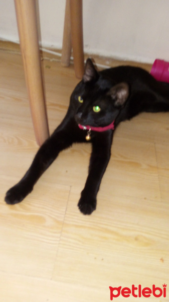 Bombay, Kedi  Bitter fotoğrafı