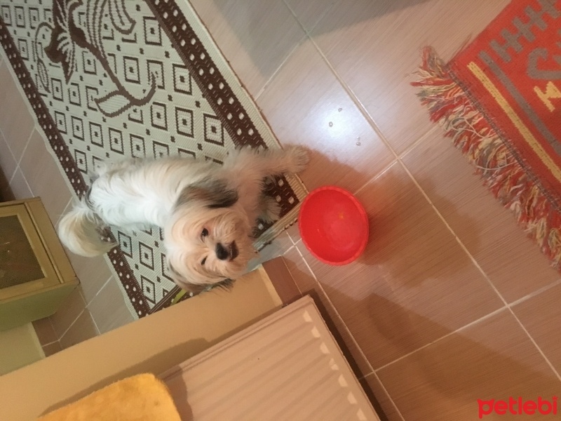 Alman Av Terrieri, Köpek  Arya fotoğrafı
