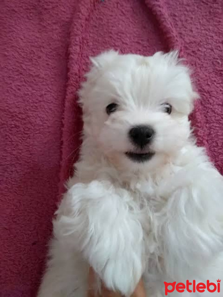Maltese, Köpek  Orijinal safkan ırk Maltese Terier fotoğrafı