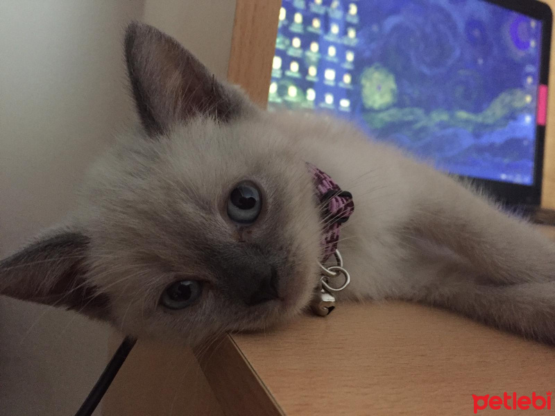 British Shorthair, Kedi  Leo fotoğrafı