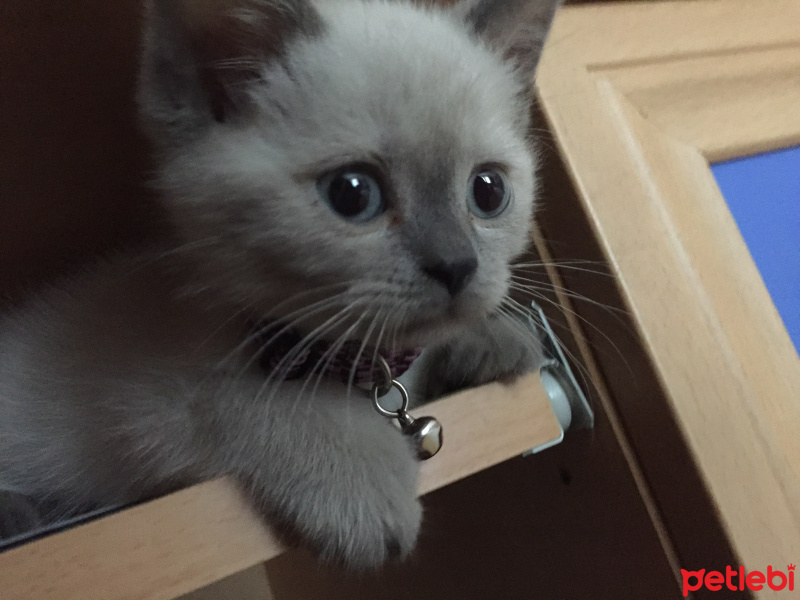 British Shorthair, Kedi  Leo fotoğrafı