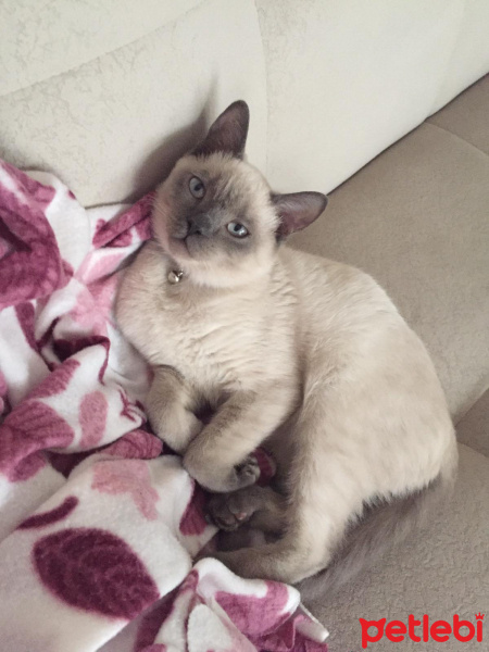 British Shorthair, Kedi  Leo fotoğrafı