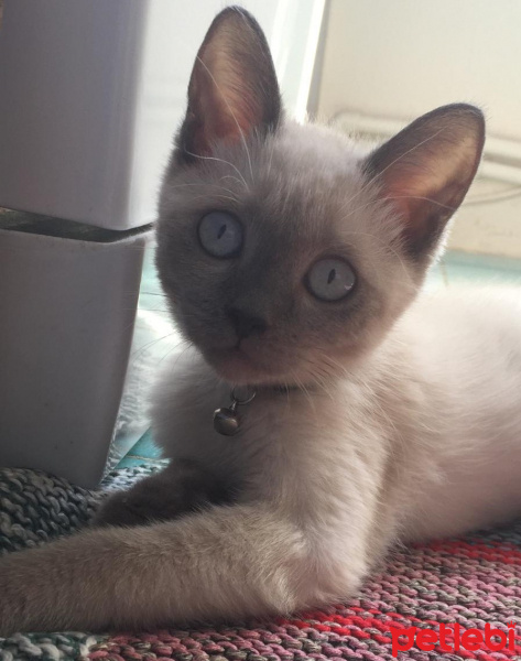 British Shorthair, Kedi  Leo fotoğrafı