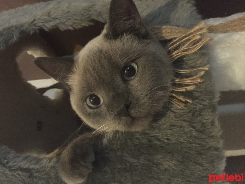 British Shorthair, Kedi  Leo fotoğrafı