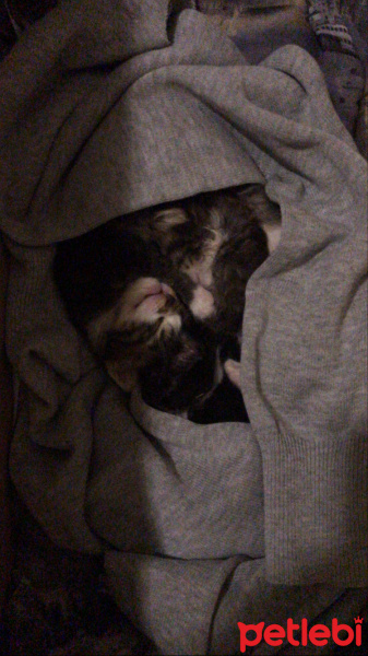 Tekir Kedi, Kedi  3 tane yavru kedi 2-3 haftalık acil yuva fotoğrafı