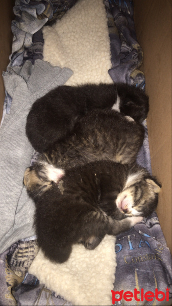 Tekir Kedi, Kedi  3 tane yavru kedi 2-3 haftalık acil yuva fotoğrafı