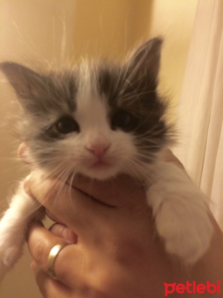 Munchkin, Kedi  Kardeşler fotoğrafı