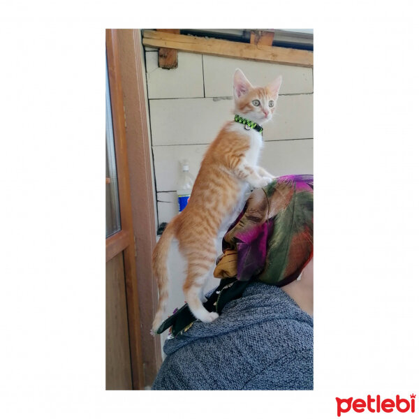 Sarman, Kedi  Tarçın fotoğrafı