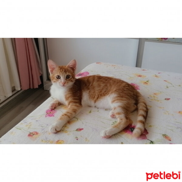 Sarman, Kedi  Tarçın fotoğrafı