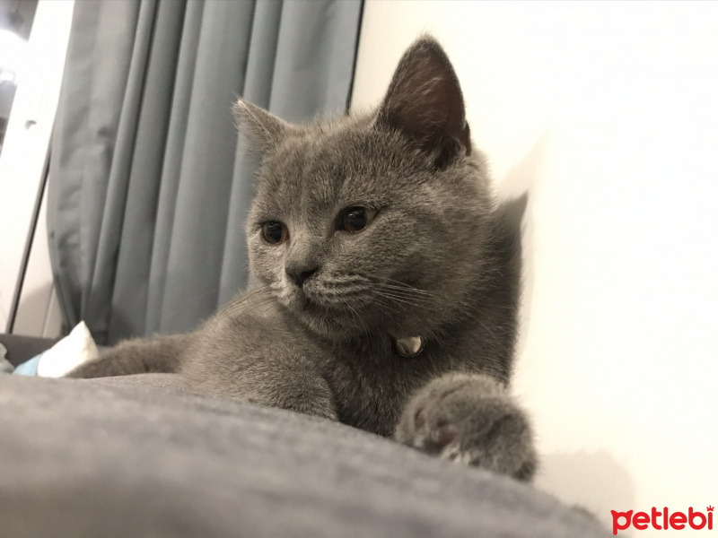 British Shorthair, Kedi  Paco fotoğrafı