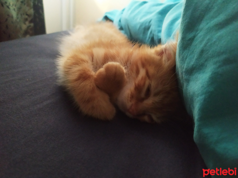 Sarman, Kedi  Babür fotoğrafı