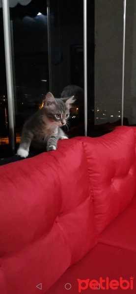 Tekir Kedi, Kedi  Silver fotoğrafı