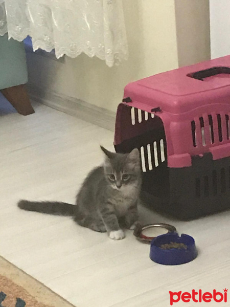 Tekir Kedi, Kedi  Silver fotoğrafı