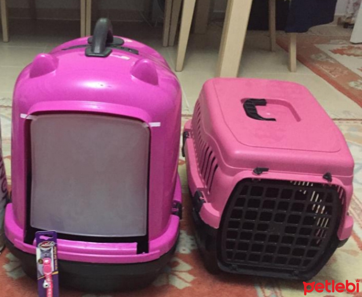 Tekir Kedi, Kedi  Silver fotoğrafı