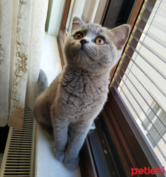 British Shorthair, Kedi  Maria fotoğrafı
