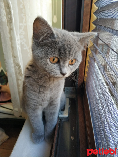 British Shorthair, Kedi  Maria fotoğrafı