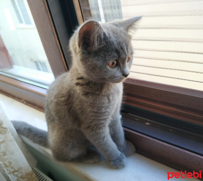 British Shorthair, Kedi  Maria fotoğrafı