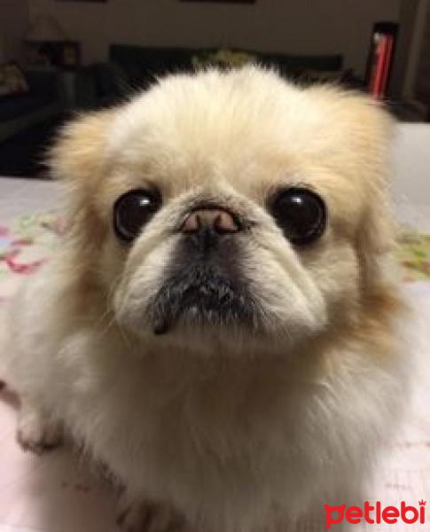 Pekingese, Köpek  Minnak fotoğrafı