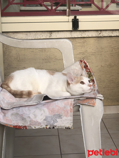 Tekir Kedi, Kedi  Boncuk fotoğrafı