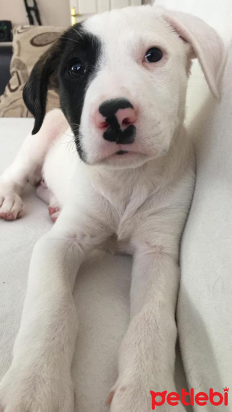 Dogo Arjantin, Köpek  şiya fotoğrafı