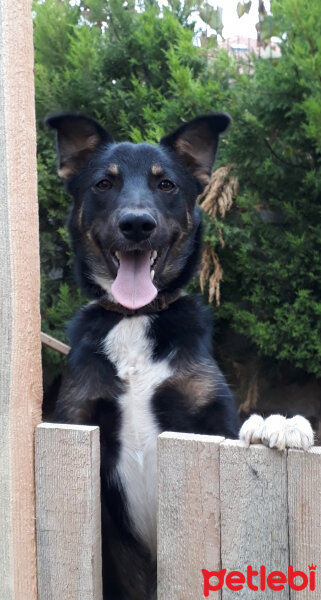 Alman Av Terrieri, Köpek  Dük fotoğrafı