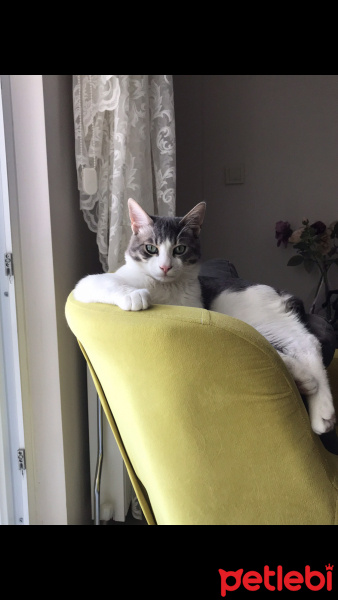 Tekir Kedi, Kedi  Haydut fotoğrafı