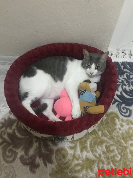 Tekir Kedi, Kedi  Haydut fotoğrafı