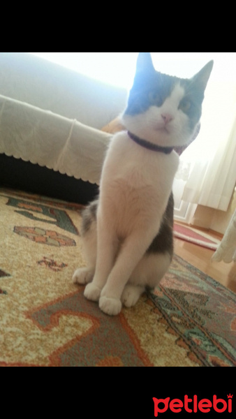 Tuxedo (Smokin) Kedi, Kedi  Kırpık fotoğrafı