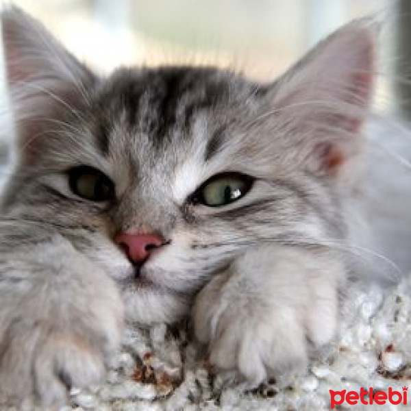 Mavi Rus, Kedi  Hera fotoğrafı