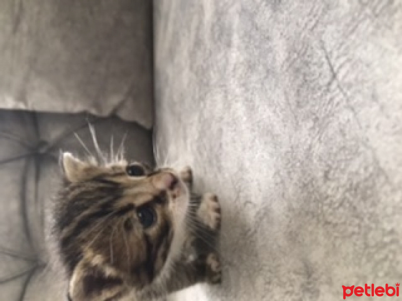 Tekir Kedi, Kedi  Melin fotoğrafı