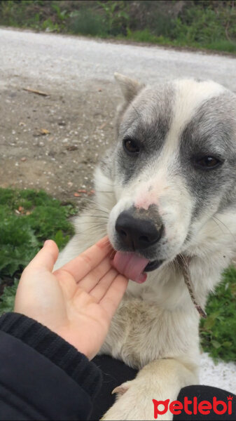 Sokö (Sokak Köpeği), Köpek  Bulut fotoğrafı