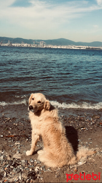 Golden Retriever, Köpek  mercan fotoğrafı