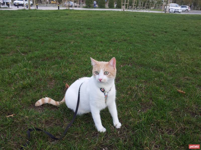 Ankara Kedisi, Kedi  Lokum (sutoglan) fotoğrafı