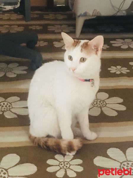 Sarman, Kedi  Pufi fotoğrafı