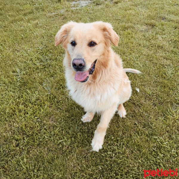 Golden Retriever, Köpek  Tarçın fotoğrafı