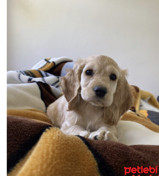 İngiliz Cocker Spaniel, Köpek  Balım fotoğrafı