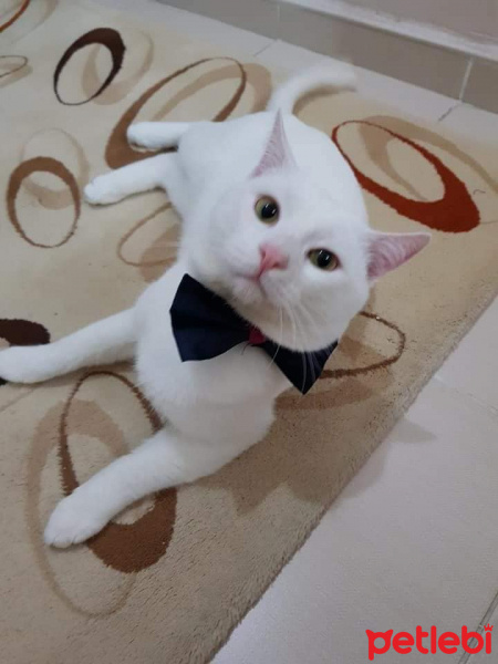 Van Kedisi, Kedi  Şans fotoğrafı